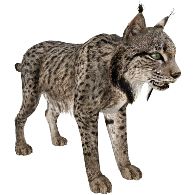 Lynx PNG    图片编号:22661