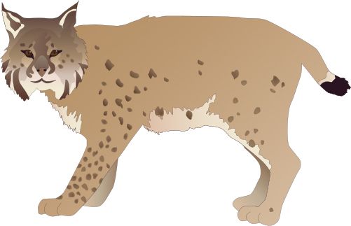 Lynx PNG    图片编号:22662