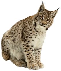 Lynx PNG    图片编号:22663