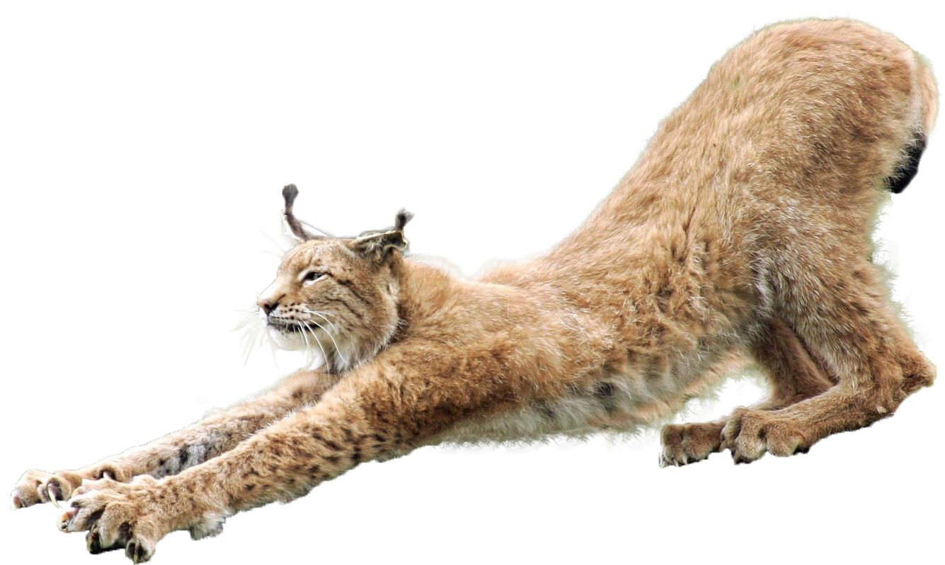 Lynx PNG    图片编号:22657