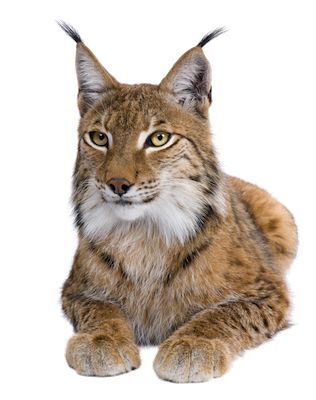 Lynx PNG    图片编号:22658