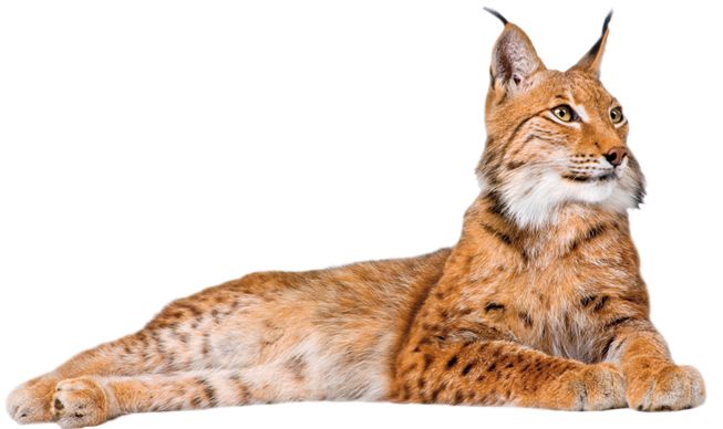 Lynx PNG    图片编号:22659