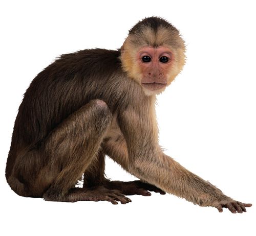 Monkey PNG    图片编号:18716