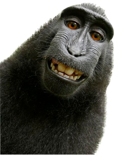 Monkey PNG    图片编号:18728