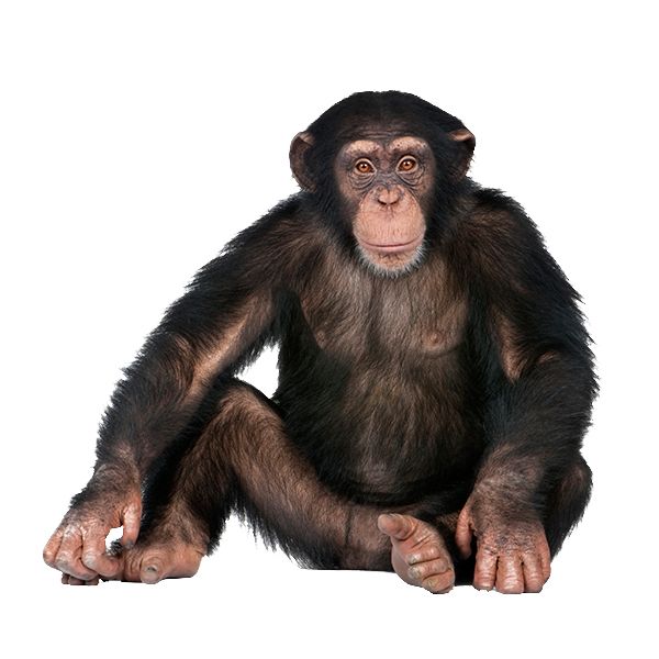 Monkey PNG    图片编号:18736