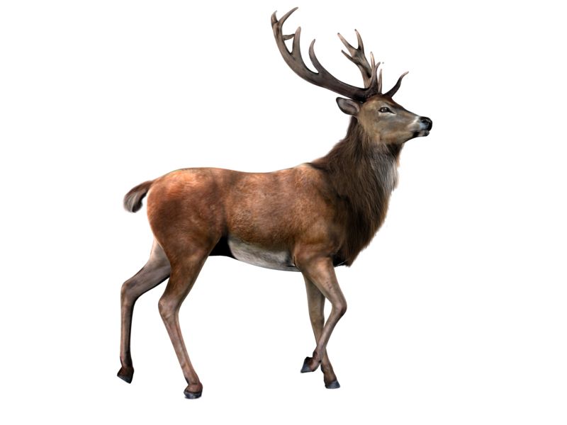 Moose, elk PNG    图片编号:66217