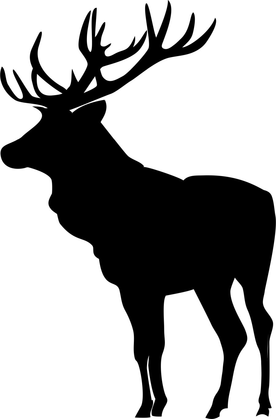 Moose, elk PNG    图片编号:66219