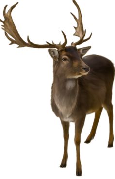 Moose, elk PNG    图片编号:66202
