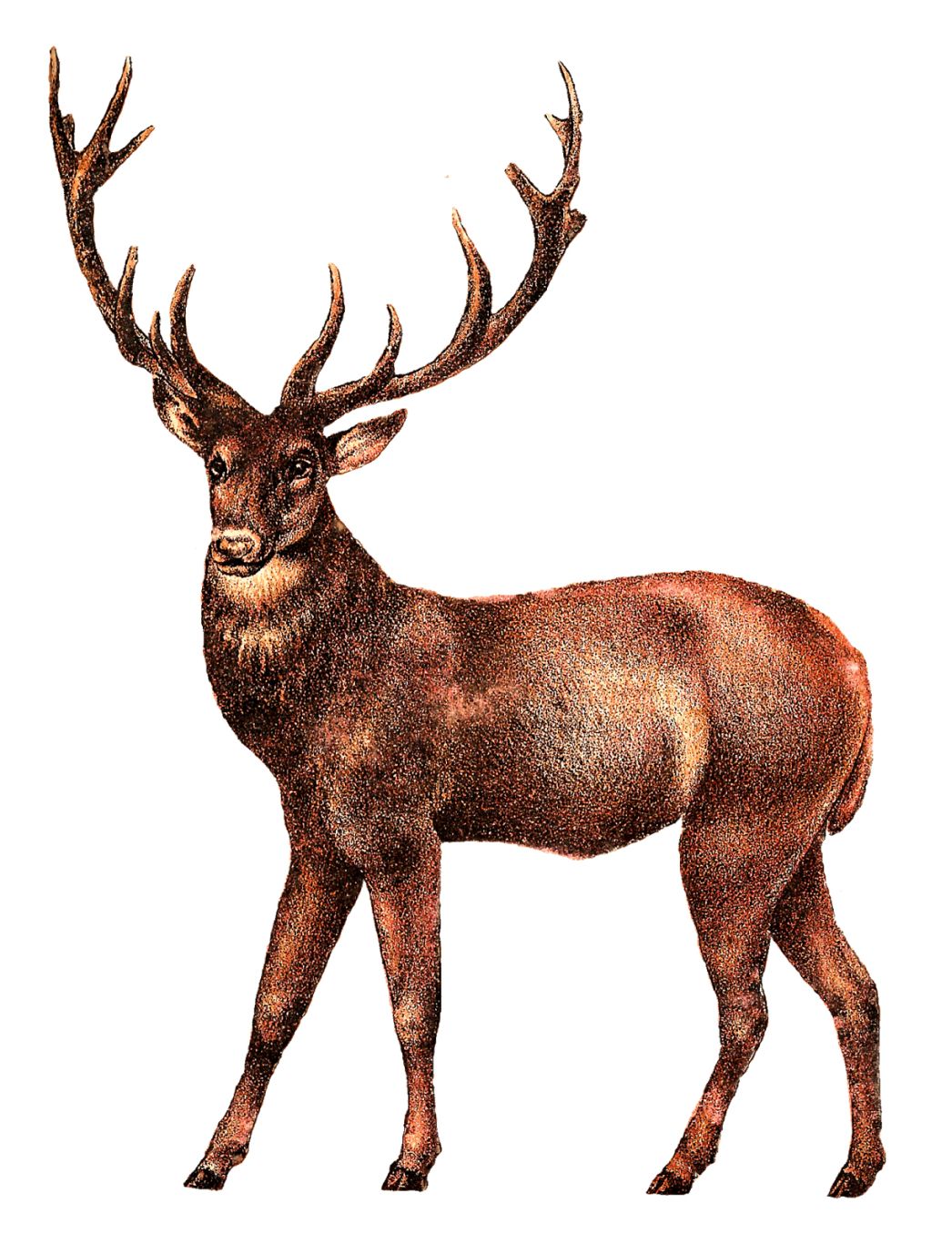 Moose, elk PNG    图片编号:66203