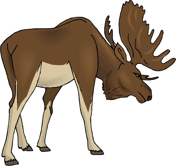 Moose, elk PNG    图片编号:66236