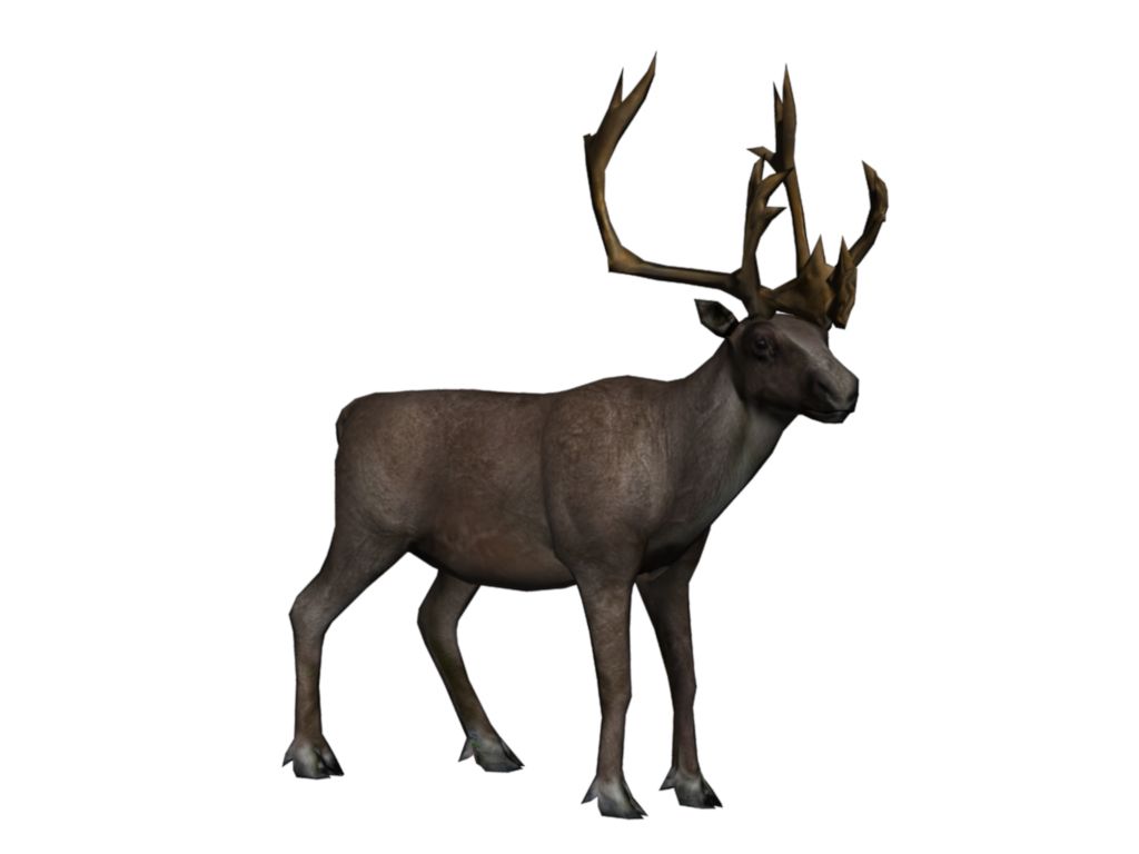Moose, elk PNG    图片编号:66240