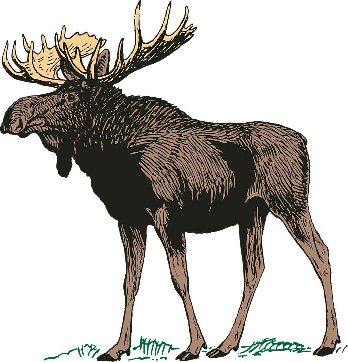 Moose, elk PNG    图片编号:66246
