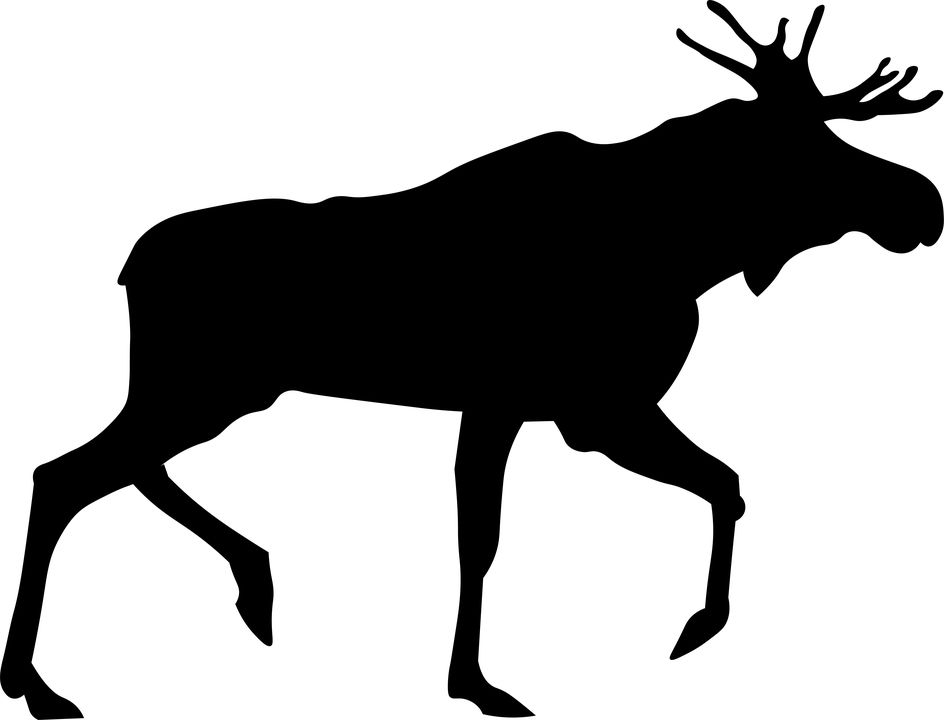 Moose, elk PNG    图片编号:66247