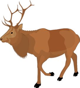 Moose, elk PNG    图片编号:66248