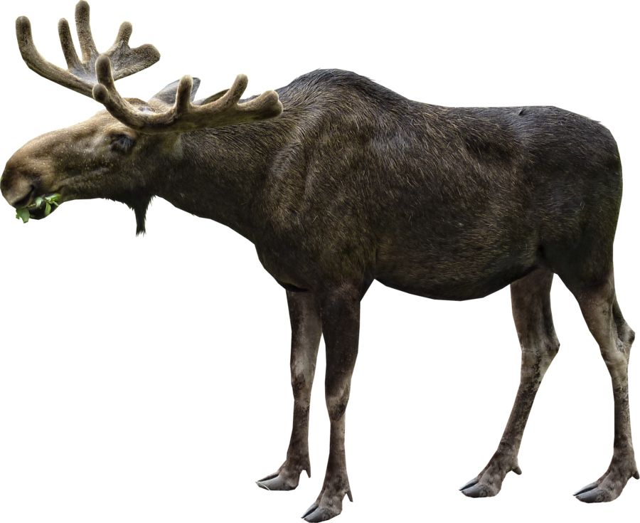 Moose, elk PNG    图片编号:66250