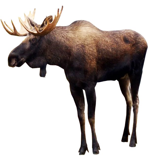 Moose, elk PNG    图片编号:66253