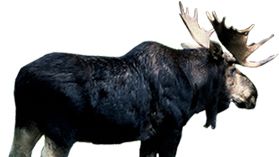 Moose, elk PNG    图片编号:66257