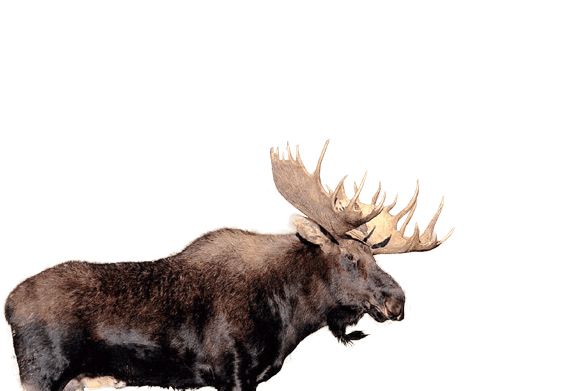Moose, elk PNG    图片编号:66260