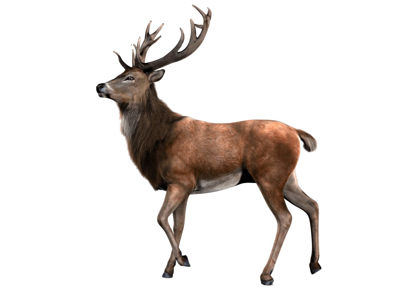 Moose, elk PNG    图片编号:66261