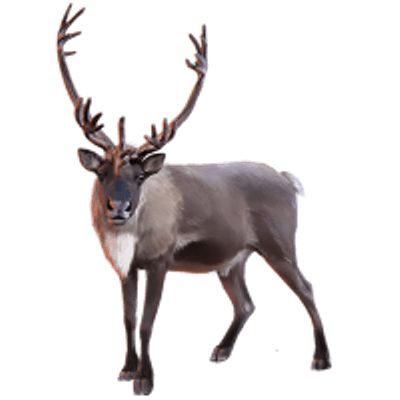 Moose, elk PNG    图片编号:66207