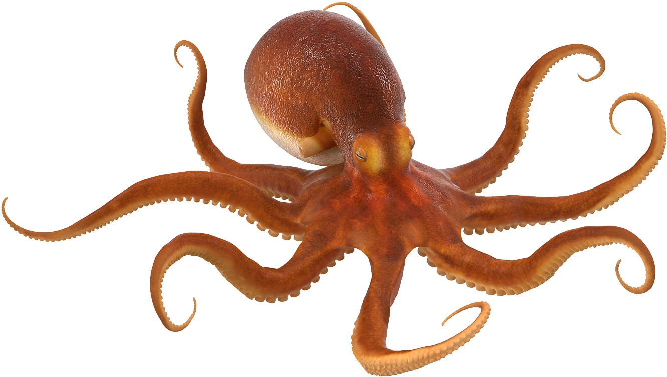 Octopus PNG    图片编号:46993