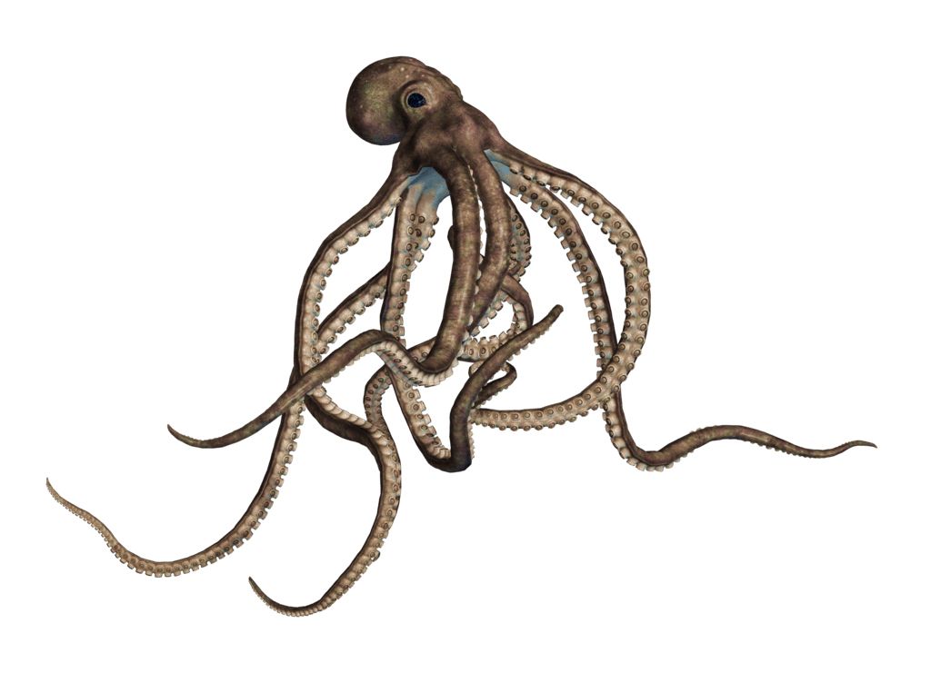 Octopus PNG    图片编号:47004