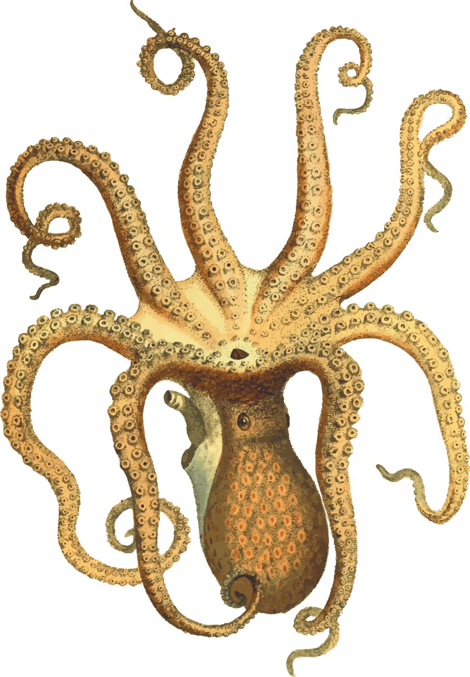 Octopus PNG    图片编号:47005
