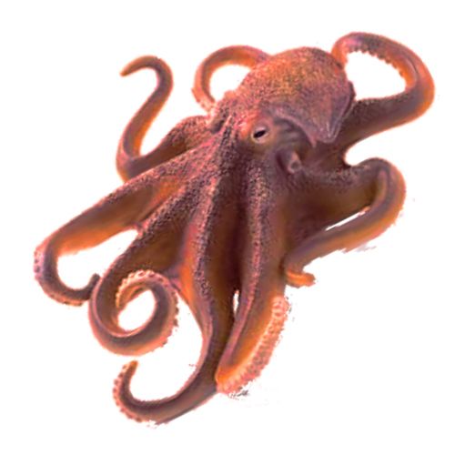 Octopus PNG    图片编号:47006