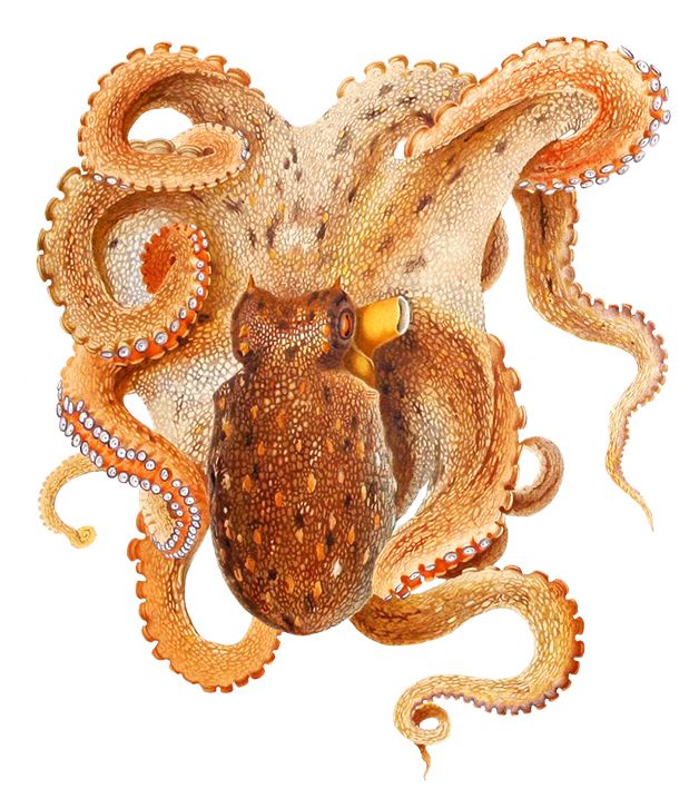 Octopus PNG    图片编号:47008