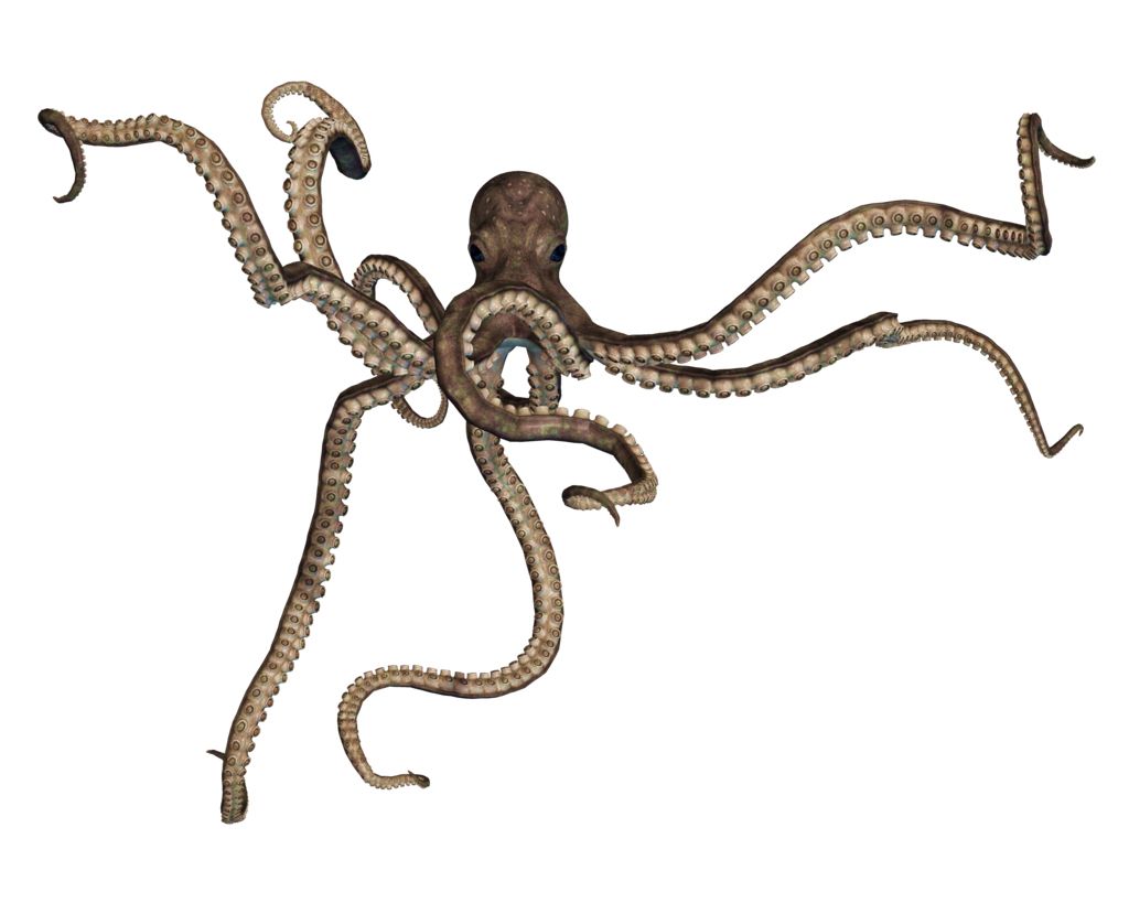Octopus PNG    图片编号:47012