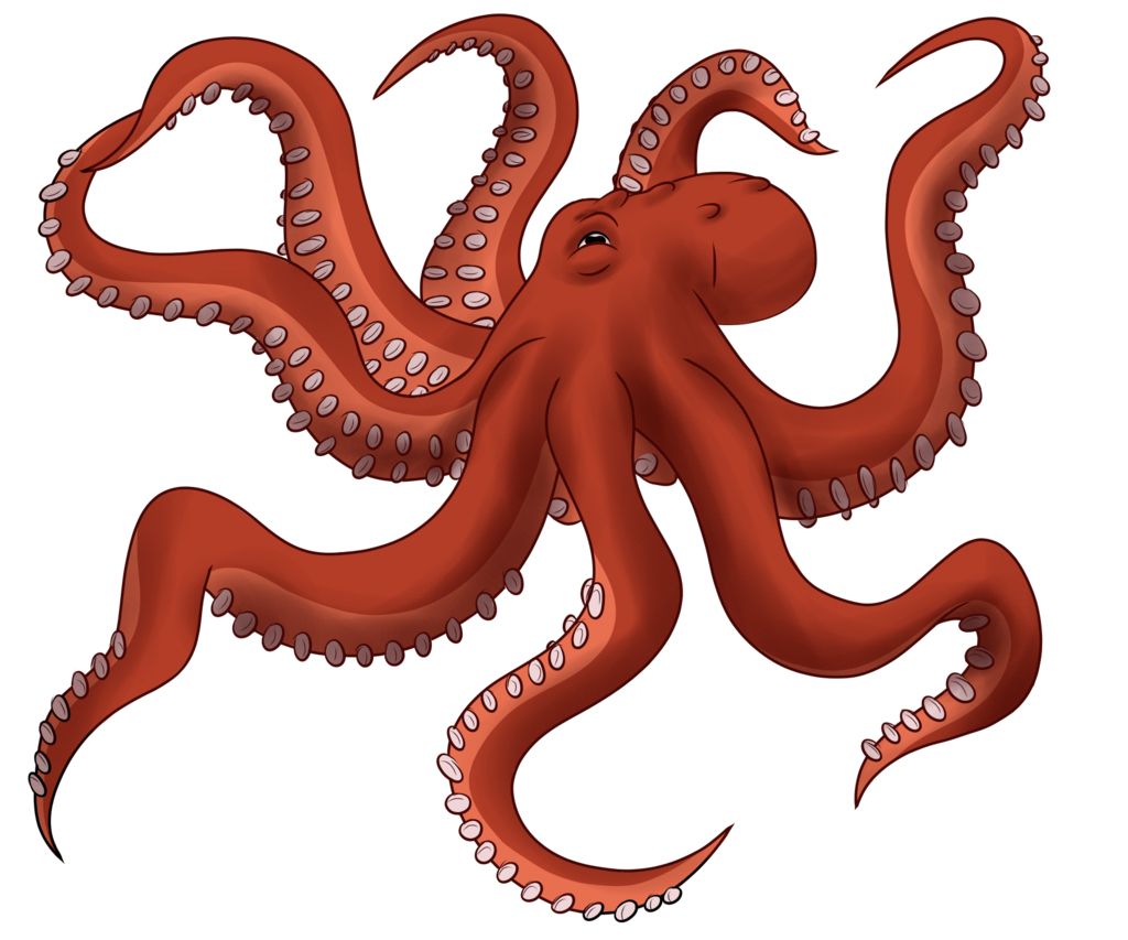 Octopus PNG    图片编号:47013