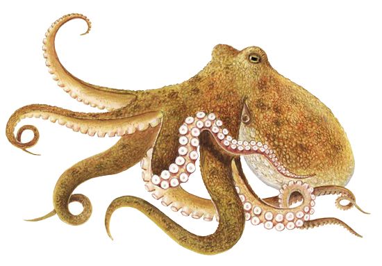 Octopus PNG    图片编号:47021