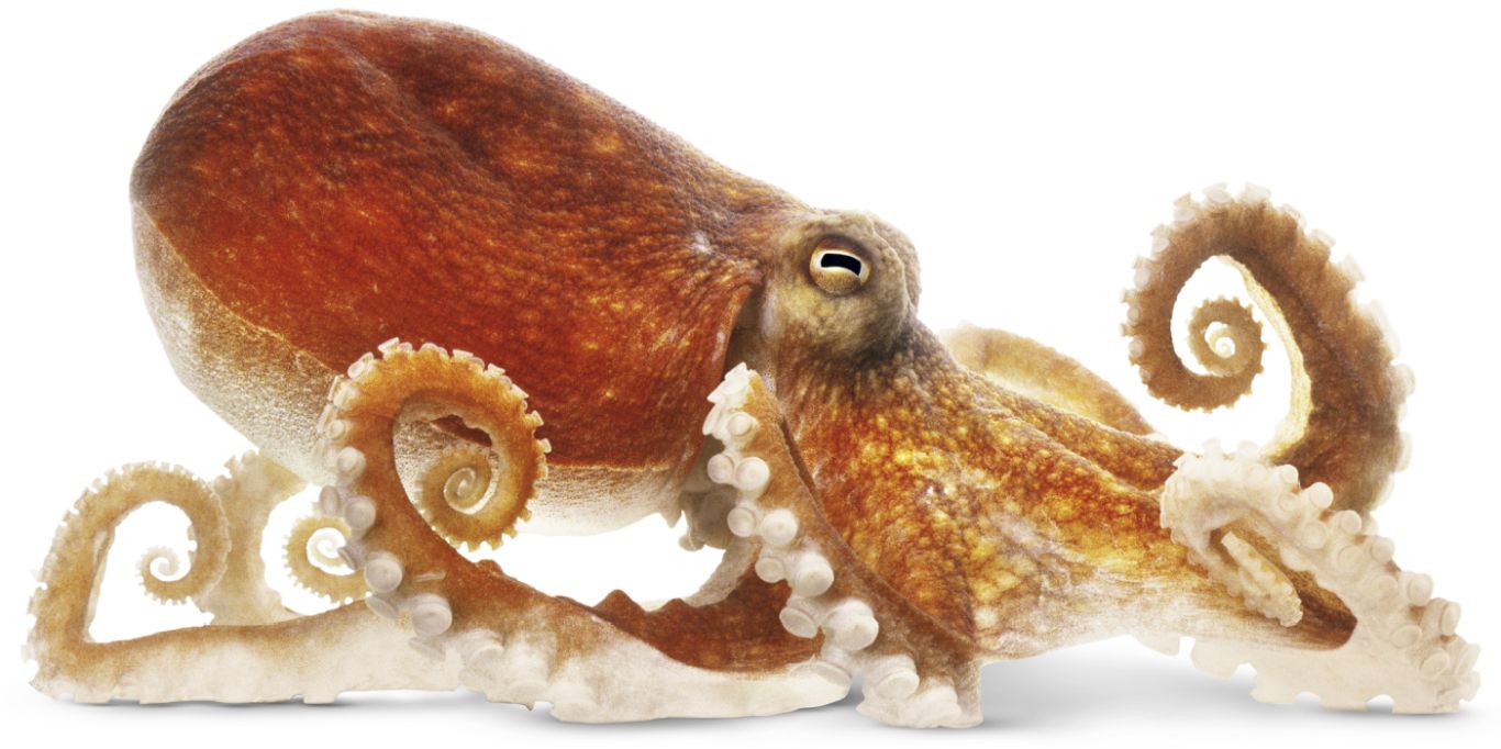 Octopus PNG    图片编号:47022