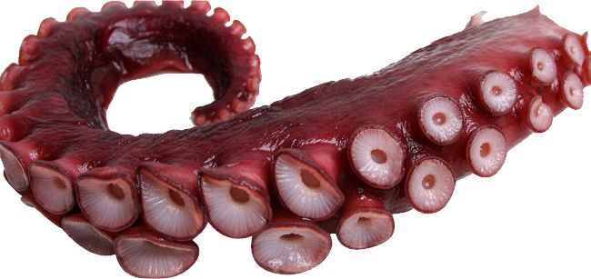 Octopus PNG    图片编号:46997