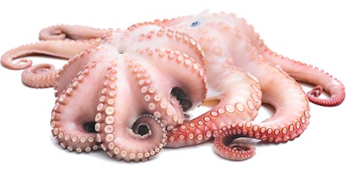 Octopus PNG    图片编号:47001