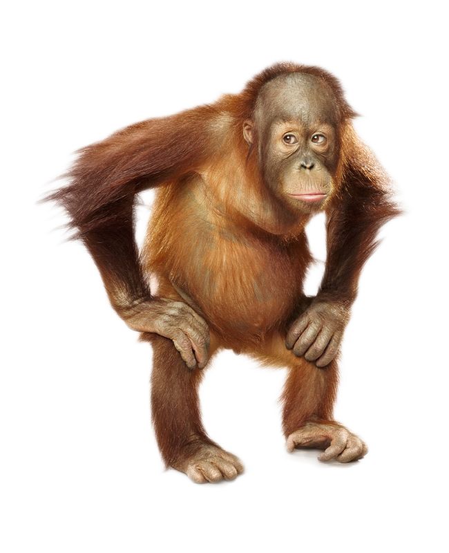 Orangutan PNG    图片编号:31362