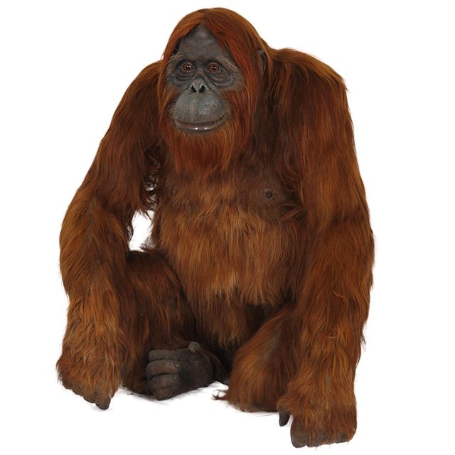 Orangutan PNG    图片编号:31371