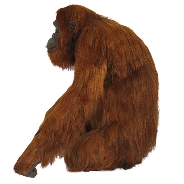 Orangutan PNG    图片编号:31372