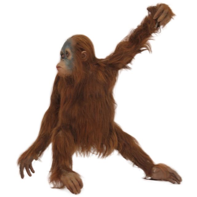 Orangutan PNG    图片编号:31374