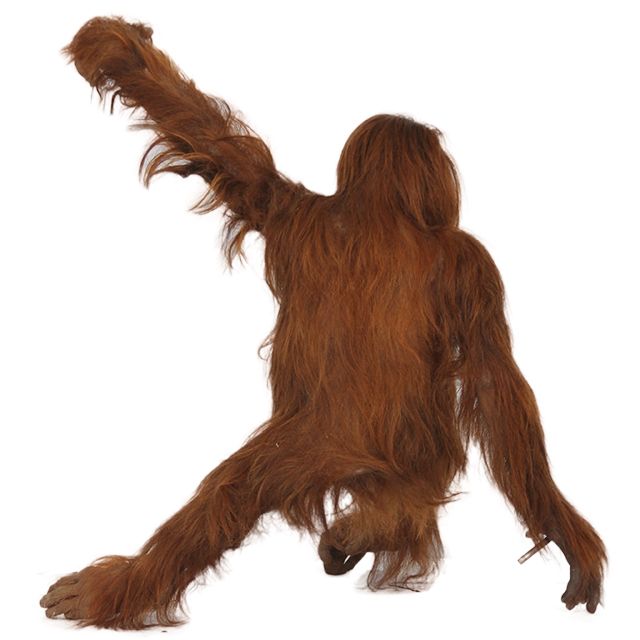Orangutan PNG    图片编号:31375