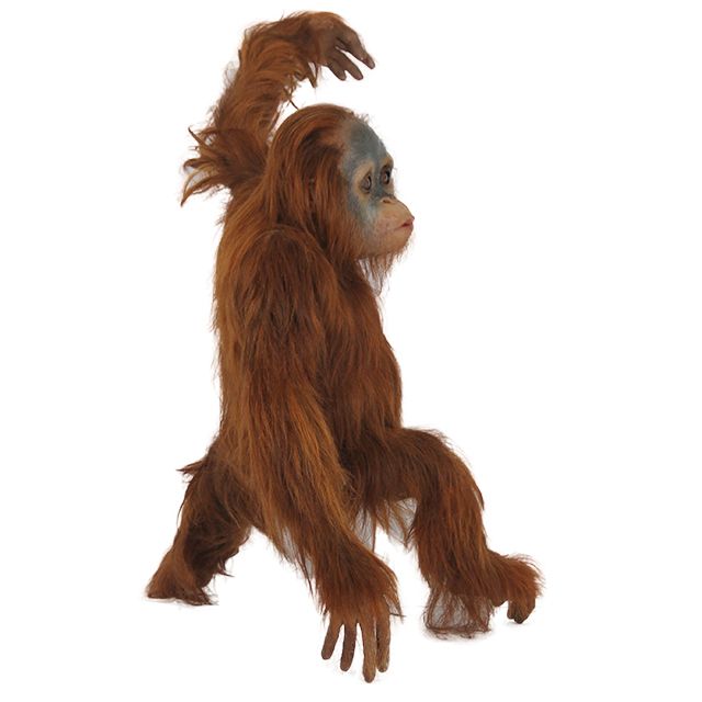 Orangutan PNG    图片编号:31376