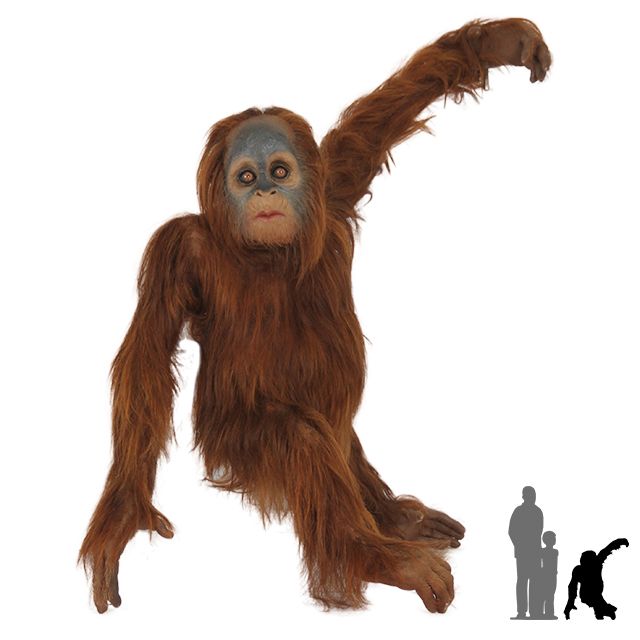 Orangutan PNG    图片编号:31377