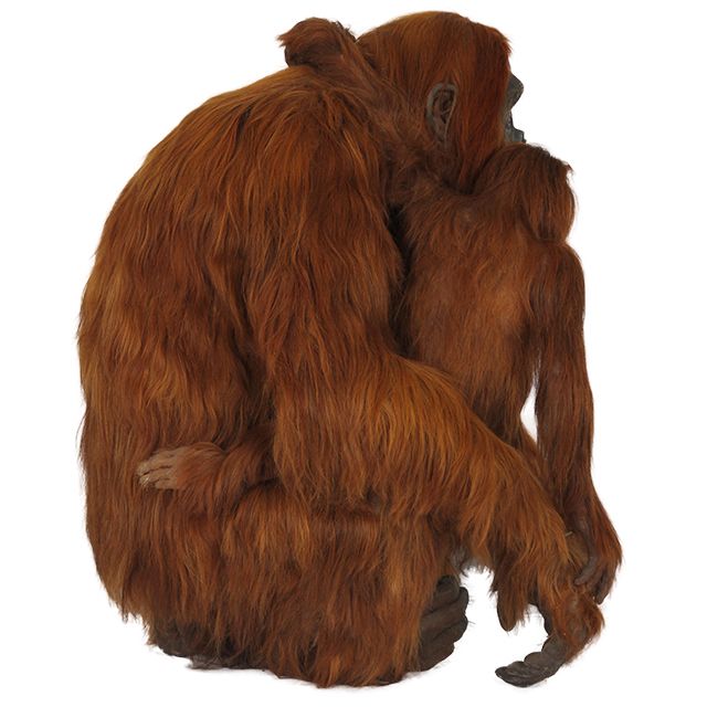 Orangutan PNG    图片编号:31378