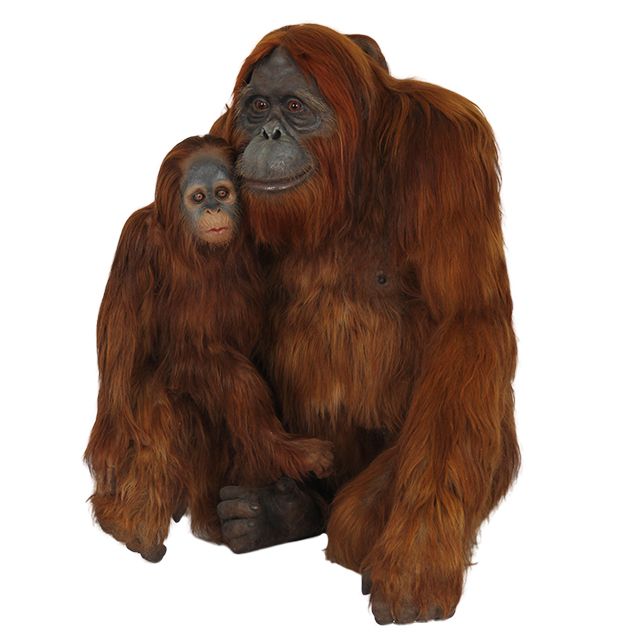 Orangutan PNG    图片编号:31379