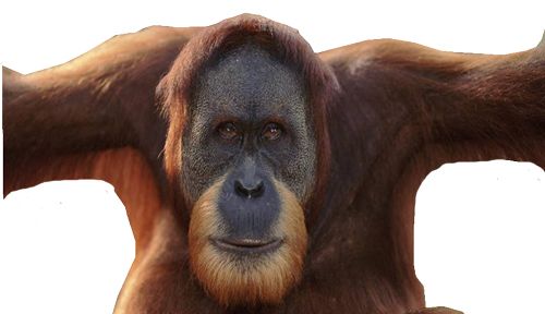 Orangutan PNG    图片编号:31380