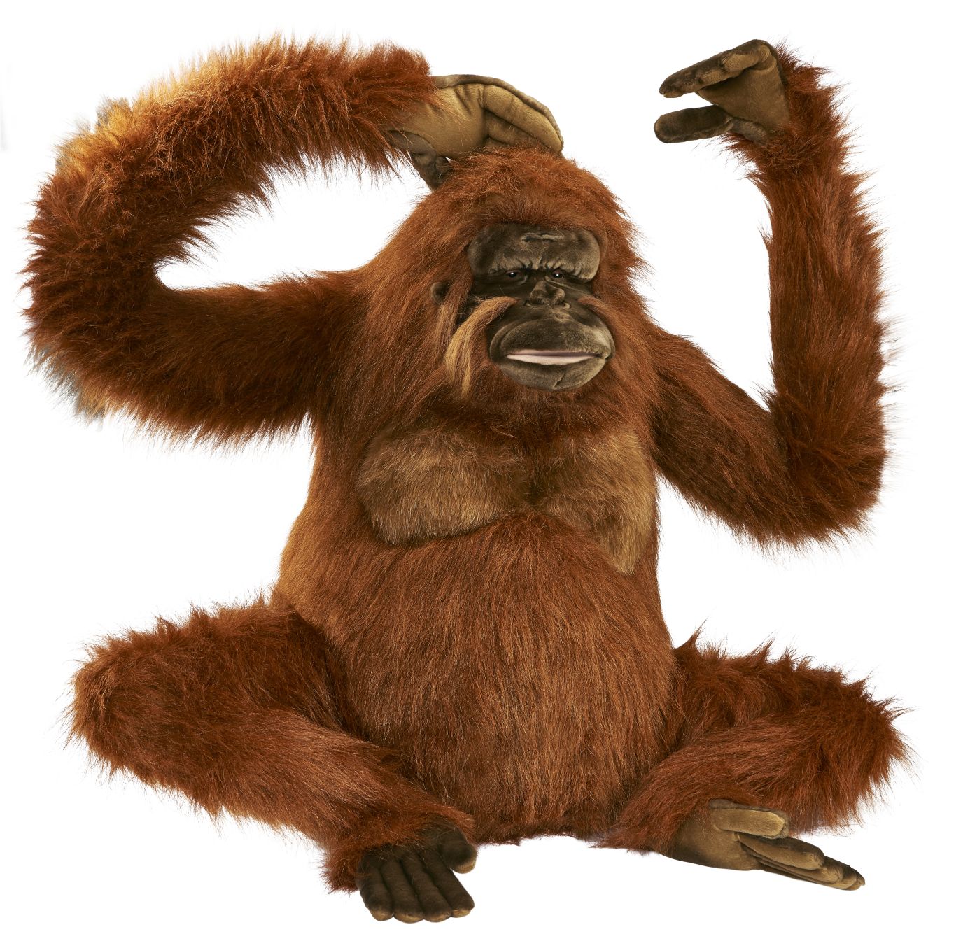 Orangutan PNG    图片编号:31363