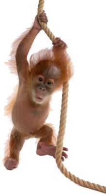 Orangutan PNG    图片编号:31381