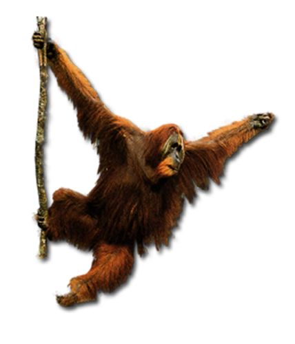 Orangutan PNG    图片编号:31382