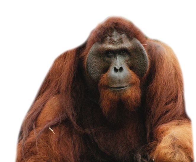 Orangutan PNG    图片编号:31384