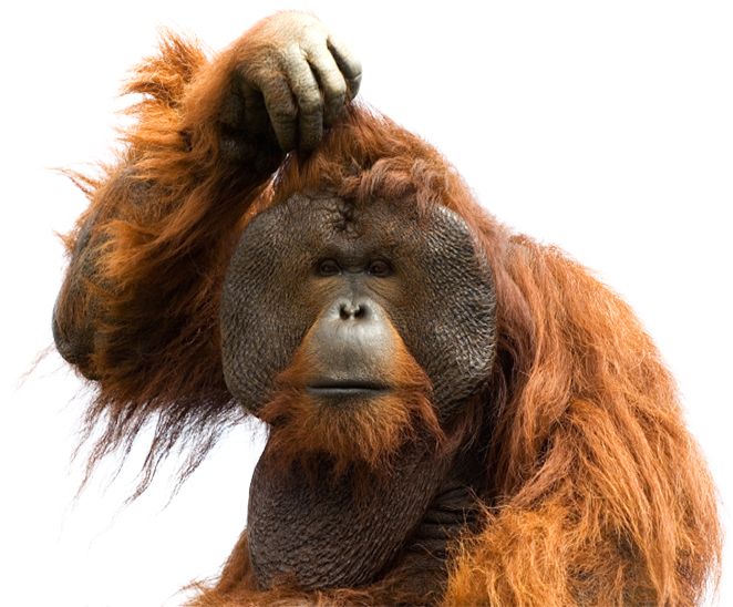 Orangutan PNG    图片编号:31385
